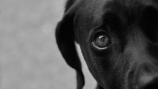 キャリアで成功を目指さないことは負け犬なのか。人生の成功のために考えるべきこと