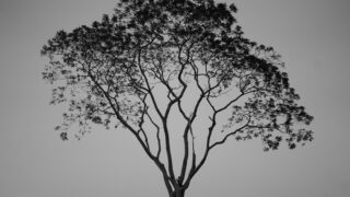 適用と成長の違い。適用することに再現性はないが、成長することで再現性が生まれる